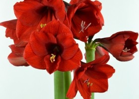 hippeastrum Olaf ® (1)